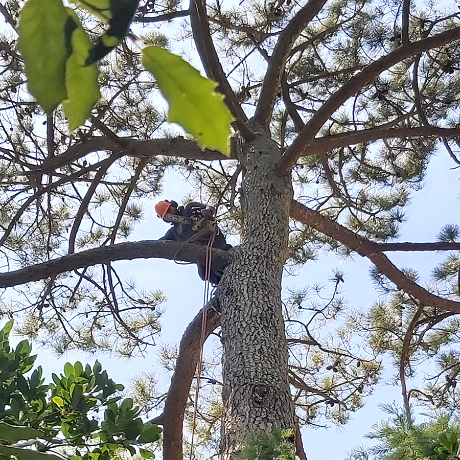 placeholder image-sq